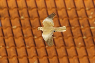 Pigeon flying in front of a tiled roof, Eurasian collared dove (Streptopelia decaocto), wildlife,