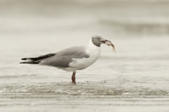 Grey-headed Gull (Chroicocephalus cirrocephalus), Gambia