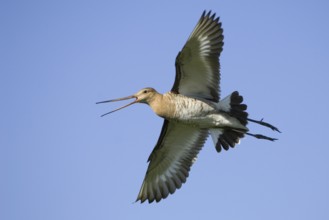 Black-tailed Godwit (Limosa limosa) calling in flight, Texel, Netherlands
