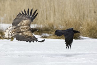 White-tailed Eagle (Haliaeetus albicilla) juvenile, Mecklenburg-Western Pomerania, Germany