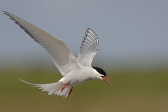 Arctic Tern (Sterna paradisaea) flying, Netherlands