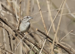 Tumbes Sparrow (Rhynchospiza stolzmanni), Lambayeque, Peru