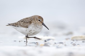 Dunlin (Calidris alpina) foraging, Schleswig-Holstein, Germany