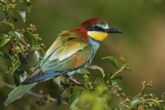 European Bee-eater (Merops apiaster), Saxony, Germany