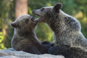 Eurasian Brown Bear (Ursus arctos) two fighting in forest, Finland