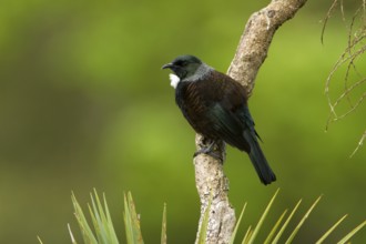 Tui (Prosthemadera novaeseelandiae), Stewart Island, New Zealand