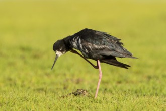 Black Stilt (Himantopus novaezelandiae), Glentanner, South Island, New Zealand