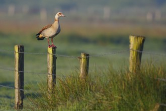 Egyptian Goose (Alopochen aegyptiaca), North Rhine-Westphalia, Germany