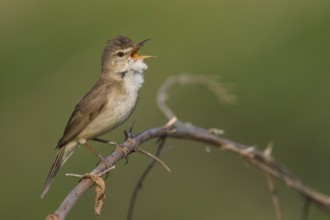 Blyths Reed Warbler - Buschrohrsänger - Acrocephalus dumetorum, Russia (Ural)