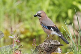 Eurasian Jay (Garrulus glandarius) perched on root, Mecklenburg-Western Pomerania, Germany