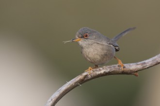 Balearic Warbler - Balearengrasmücke - Sylvia balearica, Mallorca, adult female