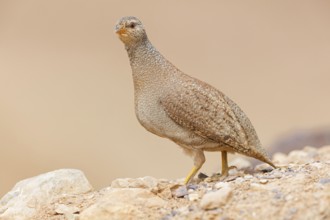 Arabisches Wüstenhuhn, Sand Partridge, Ammoperdix heyi, Perdrix de Hey, Perdiz Desértica
