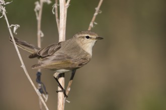 Siberian Chiffchaff - Taigazilpzalp - Phylloscopus tristis, Russia (Ural)
