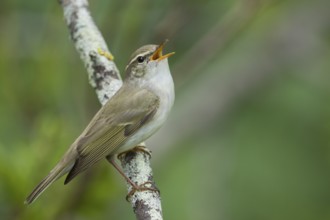 Arctic Warbler - Wanderlaubsänger - Phylloscopus borealis. Russia (Ural)
