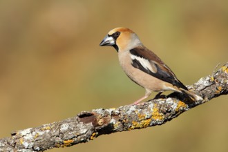 Hawfinch (Coccothraustes coccothraustes) male, Andalusia, Spain