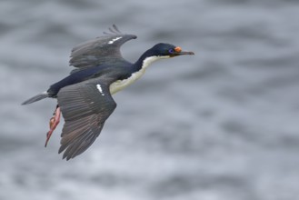 Imperial Cormorant (King) (Phalacrocorax atriceps) at its nesting colony in the Falkland Islands