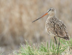 Marbled Godwit (Limosa fedoa), Saskatchewan, Canada