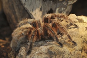 Rose hair tarantula (Grammostola rosea), captive, occurring in South America