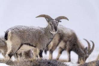 Blue sheep (Pseudois nayaur), in snowfall, Himalayas, Spitital, Kaza, Himachal Pradesh, India