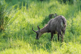 An adult chamois (Rupicapra rupicapra) stands in the tall grass of a green meadow on a sunny day..