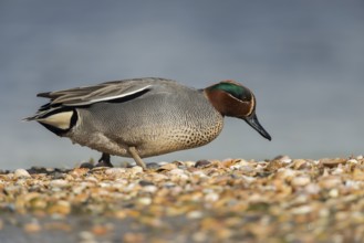 Eurasian Teal (Anas crecca) male, Schleswig-Holstein, Germany