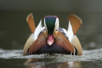 Mandarin Duck (Aix galericulata) male, North Rhine-Westphalia, Germany