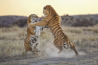 Bengal Tiger (Panthera tigris) two females fighting, captive, Philippolis, South Africa