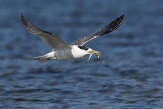 Greater Crested Tern (Thalasseus bergii) flying with fish in beak, Victoria, Australia