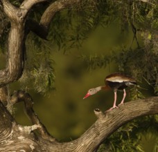 Black-bellied Whistling Duck (Dendrocygna autumnalis), Florida, USA