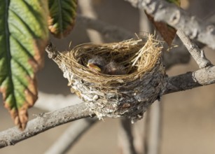 African Paradise Flycatcher (Terpsiphone viridis) chick in nest, Namibia