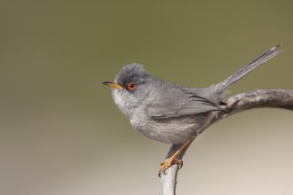 Balearic Warbler - Balearengrasmücke - Sylvia balearica, Mallorca, adult male