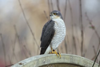 Eurasian Sparrowhawk (Accipiter nisus) male perched on a wooden partition wall in garden,