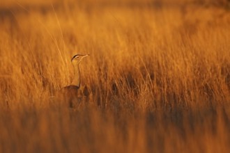 Australian Bustard (Ardeotis australis), Queensland, Australia
