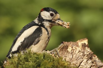 Great Spotted Woodpecker (Dendrocopos major) male, Lower Saxony, Germany