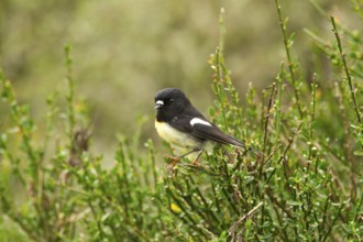 Tomtit (Petroica macrocephala) male, New Zealand