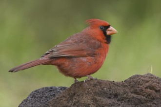 Northern Cardinal (Cardinalis cardinalis), Texas, USA