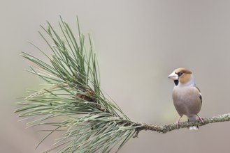 Hawfinch (Coccothraustes coccothraustes) male perched on a conifer branch, Mecklenburg-Western
