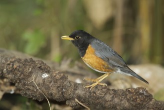 Black-breasted Thrush (Turdus dissimilis) male, Doi Ang Khang, Thailand