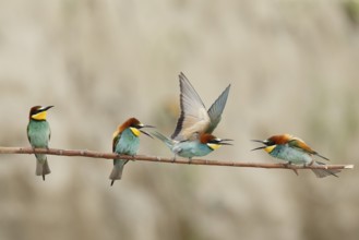 European Bee-eater (Merops apiaster), Piedmont, Italy