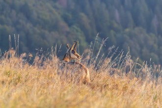 Chamois (Rupicapra rupicapra) on a meadow in the Vosges Mountains, wildlife, France