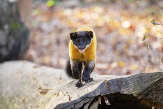 Yellow-throated marten (Martes flavigula) on an old wood, Germany