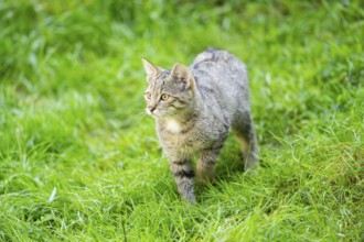 European wildcat (Felis silvestris silvestris) on a meadow, Hesse, Germany