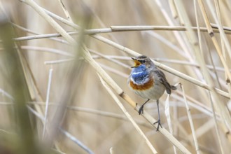 Bluethroat (Luscinia svecica cyanecula) ml Germany