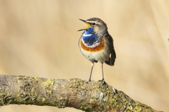 Bluethroat (Luscinia svecica cyanecula) ml Germany