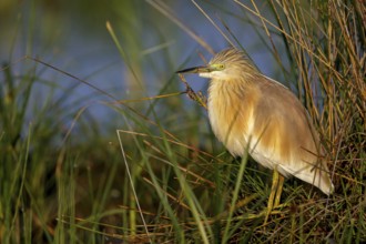Squacco Heron, Ardeola ralloides, Crabier chevelu, Héron crabier, Garcilla Cangrejera