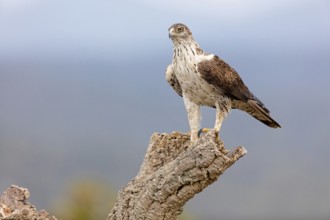 Habichtsadler, Bonelli's Eagle, Hieraaetus fasciatus, Aigle de Bonelli, Águila-azor Perdicera