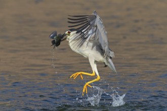 Nachtreiher, Black-crowned Night Heron, Night Heron, Black-crowned Night-Heron, Nycticorax