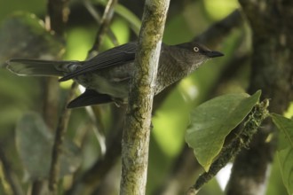 Scaly-breasted Thrasher (Allenia fusca) perched on a branch on the Caribbean Island of Martinique