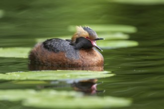 Ohrentaucher (Podiceps auritus) Slavonian Grebe