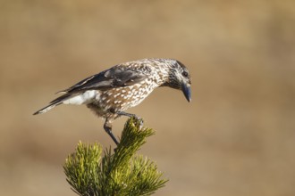 Spotted Nutcracker (Nucifraga caryocatactes), Carinthia, Austria